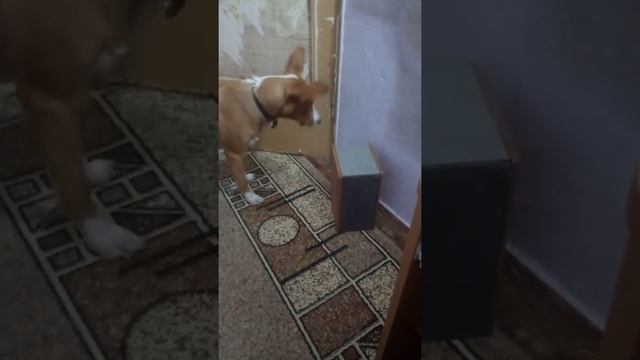 ПРИКОЛ СОБАКА И КОШАЧИЙ ВОЙ ИЗ КОЛОНКИ смотреть онлайн