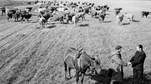 И тыл был фронтом. Сельское хозяйство в годы войны