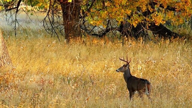 Sony a6600 with Tamron 150-500mm Lens - FULL REVIEW for Wildlife Photography