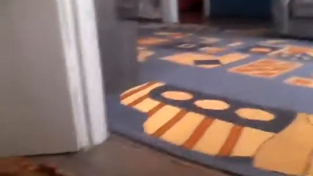 Кот приносит Мышку смотреть онлайн