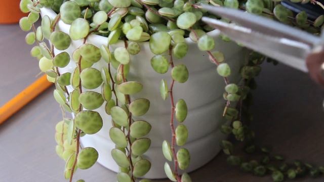 Peperomia Prostrata | Care And Propagation