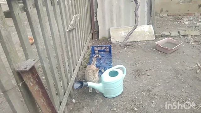 СЕРИЯ 100, СИРЕНЬ УЖЕ ПОЧТИ РАССЦВЕЛА 👍👍 МАРКИЗ НА КРЫШЕ ОТДЫХАЕТ 😂😂 ТОБИКА СЕГОДНЯ ЗАБРАЛИ смотреть онлайн