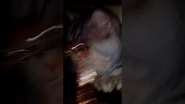Ура котик смотреть онлайн