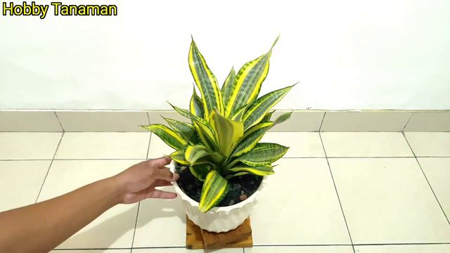 Sansevieria Gold Banner Cantik Dan Unik !
