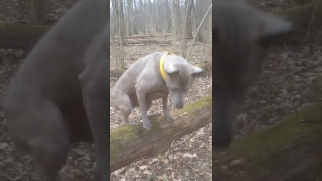 Попугай на жёрдочке)) тайский риджбек тая