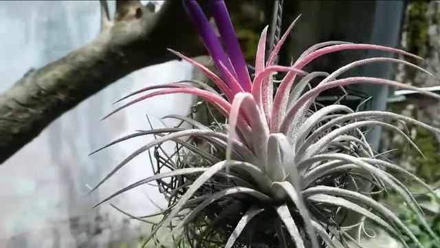 Tillandsia Ionantha Rubra In Bloom смотреть онлайн
