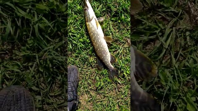 Рыбалка на Щуку 2020г сентябрь река СОЖ смотреть онлайн