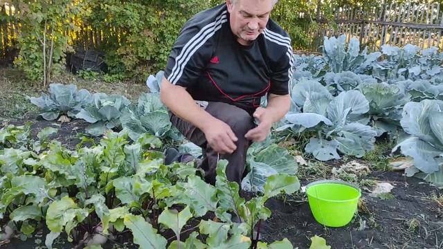 Когда убирать свеклу? Какие признаки показывают, что это время пришло? смотреть онлайн