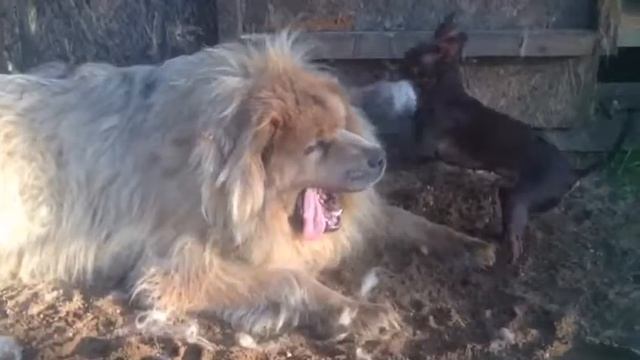 друг другу делает эпиляциювеслые,животные,собаки,веселая эпиляция смотреть онлайн