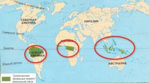 Питон. Энциклопедия для детей про животных. Тропики