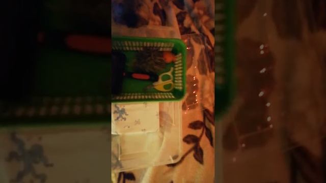 Организация и хранение собачьих принадлежностей смотреть онлайн