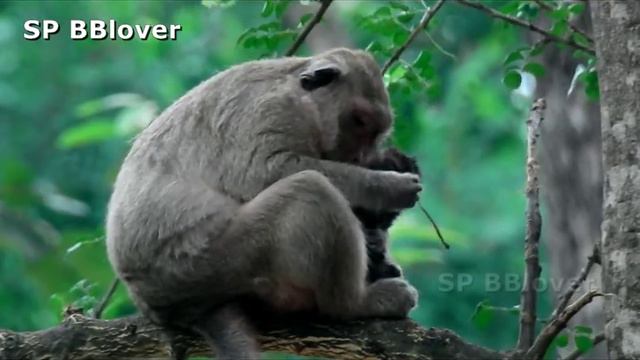 Baby Monkey Polly Daugther Of Popeye Healthy Baby SP BBlover