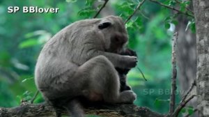 Baby Monkey Polly Daugther Of Popeye Healthy Baby SP BBlover