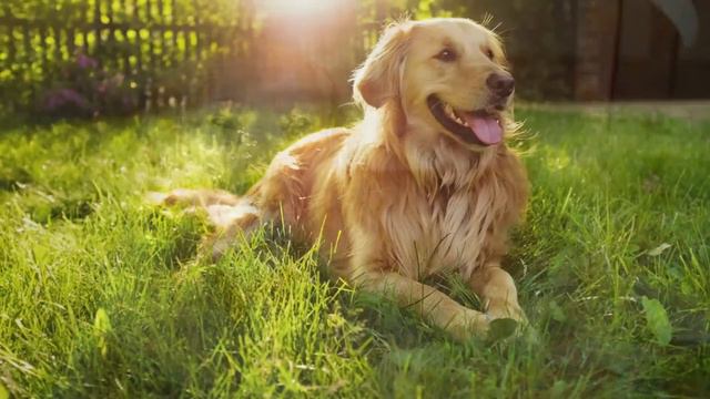 Irish Setter Vs Golden Retriever