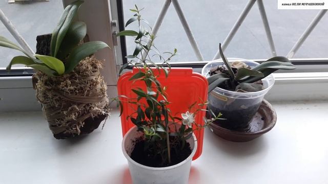 МИРТ. УКОРЕНЁННЫЙ прошлой осенью ЧЕРЕНОК уже ЦВЕТЁТ. смотреть онлайн