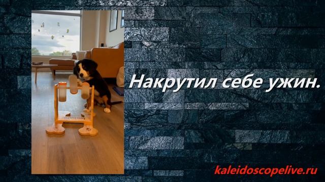 Накрутил себе ужин. смотреть онлайн