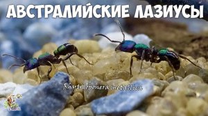 Завел АВСТРАЛИЙСКИХ лазиусов ● Знаменитая Металлика ● Rhytidoponera metallica