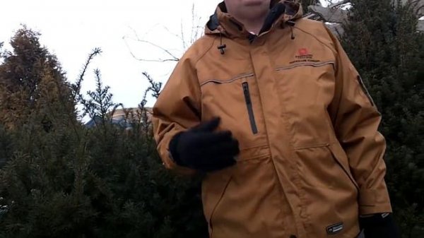 Taxus x media 'Densiformis' (Dense Yew)