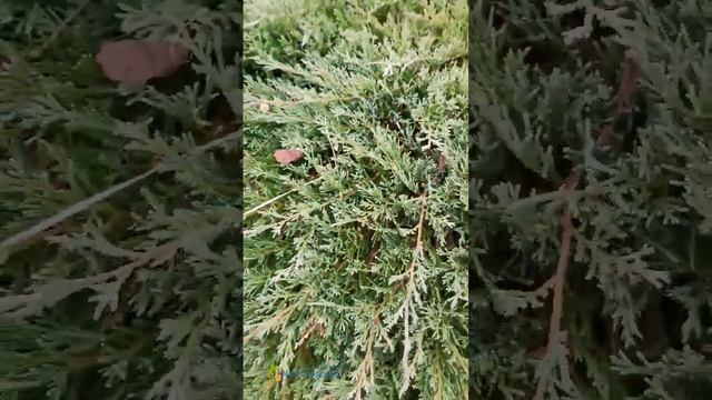 Можжевельник Green Carpet #сад #дача #огород смотреть онлайн