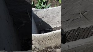 Клумба и забор из пластика и цемента своими руками.