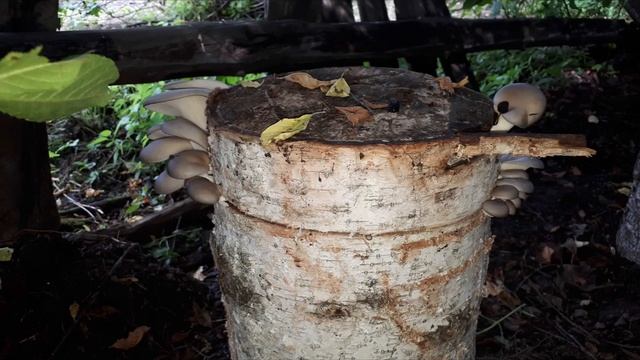 Выращивание вешенки Часть 3 ГРИБЫ ПОШЛИ! смотреть онлайн