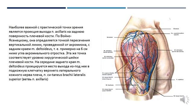 Тема 4 (ЛФ-1) - Топографическая анатомия надплечья смотреть онлайн