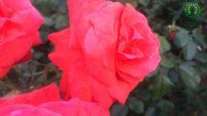 Роза Салита/Salita. Видео/карта. Питомник ? и ? Е. Иващенко