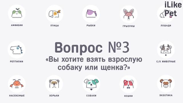 5 вопросов, которые нужно задать себе перед тем, как взять собаку из приюта смотреть онлайн