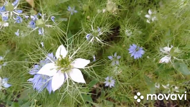 Чёрная пчела-плотник и цветы.#пчела_плотник, #чёрная_пчела смотреть онлайн