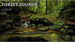 Звуки для отдыха |Шум леса | 1час