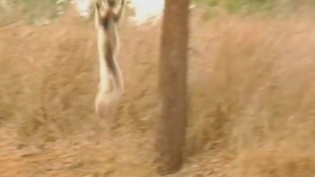 Madagascar's Dancing Lemurs | Storyteller Media