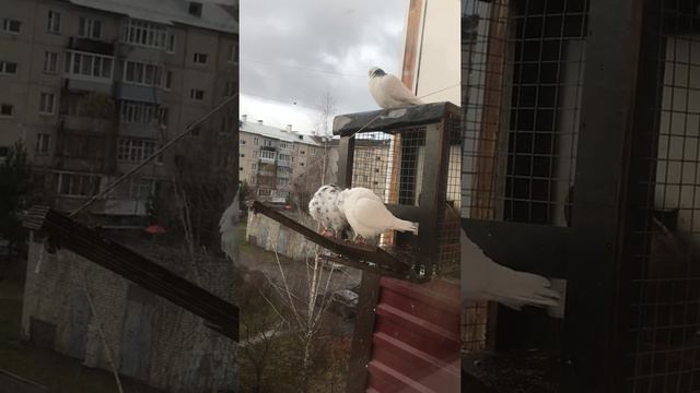Голуби на балконе смотреть онлайн