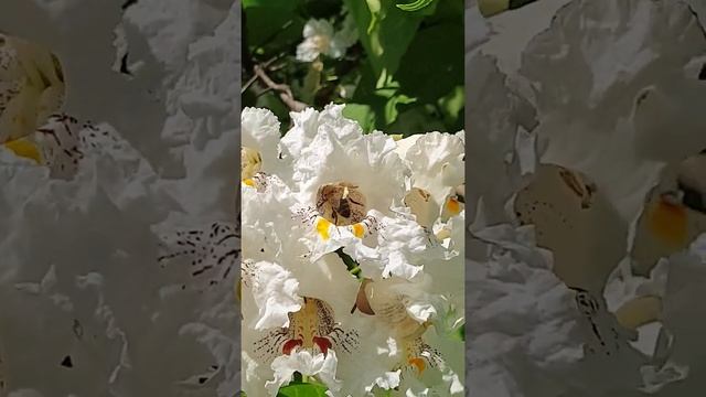 #Albine polenizînd flori de #Catalpa Bignonioides смотреть онлайн