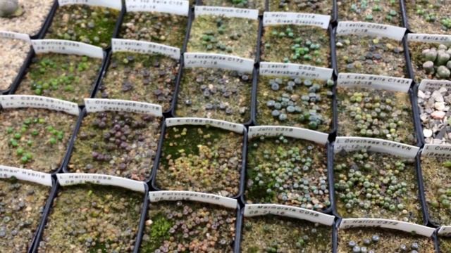 Titanopsis And Haworthia Seedlings Update