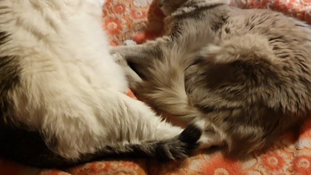 Сотуар "Почти мимоза" смотреть онлайн