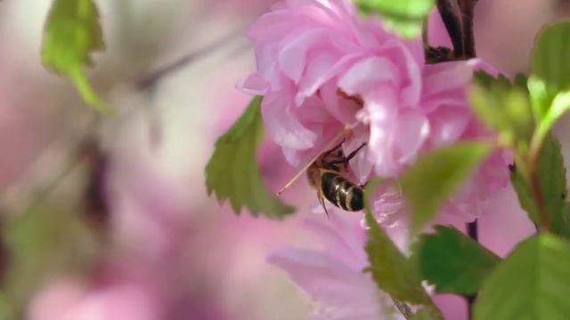 Шикарная музыка! Лучшая музыка для души от Сергей Чекалин! Эту музыку можно слушать вечно! Слушать смотреть онлайн