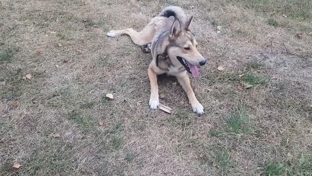 ЗА КОРМАМИ ДЛЯ ХРЮШЕК НА САМОМ ДЕШЁВОМ ТОПЛИВЕ смотреть онлайн