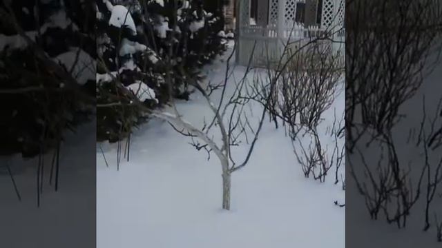 Укрываю южные плодовые деревья / Выпало снега по колено смотреть онлайн