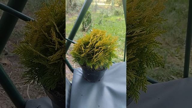 Туя мириам. смотреть онлайн