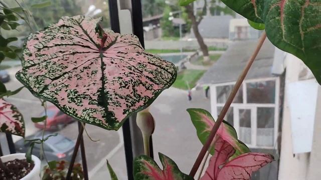 Каладиумы и Тилландсии.