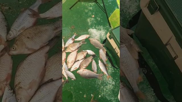 Маныч улов за ночь... смотреть онлайн