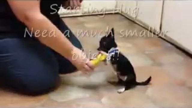 Nibbler - Chihuahua - Silvia Trkman Online Puppy Class - Lesson 4 смотреть онлайн