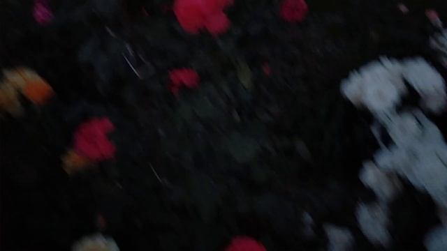 Роза Голштейн перл, Жемчужина раздора. смотреть онлайн