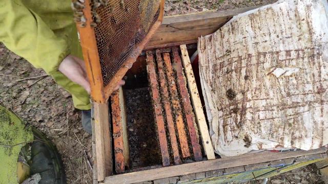 Начало сезона. Первая весенняя ревизия. Расширение зимовалых роёв и отводков. #пчёлы #пчеловодство смотреть онлайн