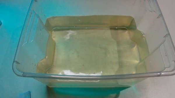 1 день Артемия проект(выращивание). Artemia salina