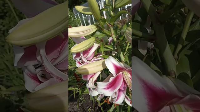 спогади смотреть онлайн