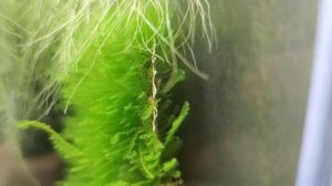 Размножение креветок. Беременная самка кристаллов