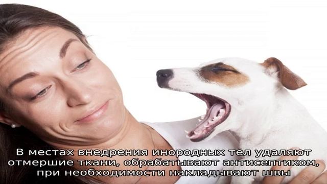 Что делать, если у собаки воняет из пасти? смотреть онлайн