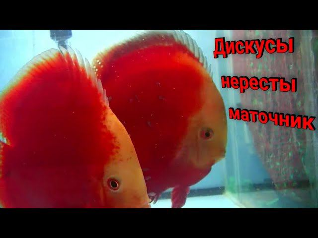 Зимнее разведение Дискусов на разводне смотреть онлайн
