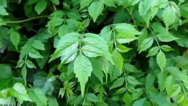 Плющ обыкновенный украсит стены вашего дома. смотреть онлайн